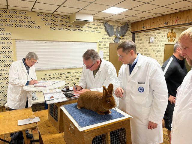 49. Neuseeländer-Club-Vergleichsschau 2023 in Bramsche (4)