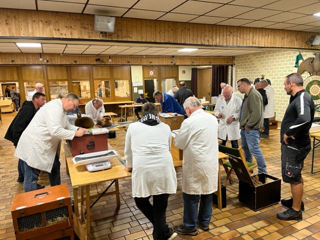 49. Neuseeländer-Club-Vergleichsschau 2023 in Bramsche (5)