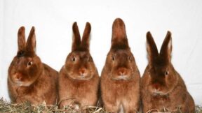 24. Satin-Club-Vergleichsschau 2023 in Sandbostel