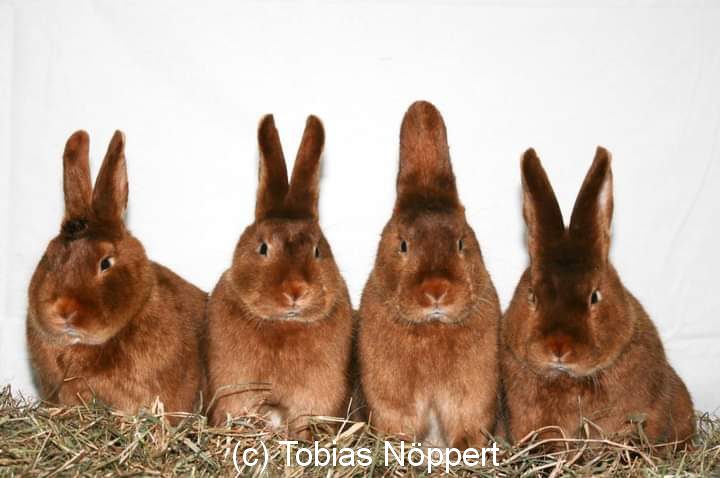 24. Satin-Club-Vergleichsschau 2023 in Sandbostel