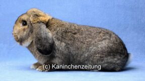 Mitgliederversammlung des Widderclubs – LV Thüringen