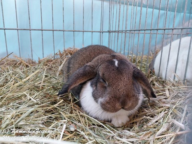 Widder-Club-Vergleichsschau, Siegerschau (11)