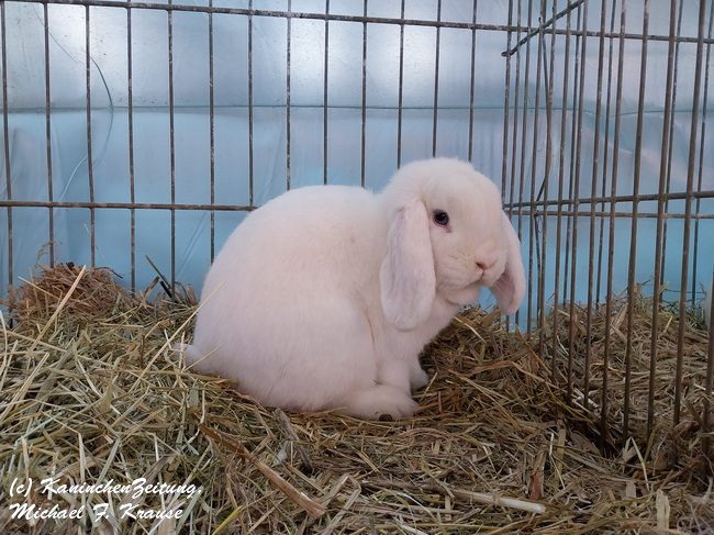 Widder-Club-Vergleichsschau, Siegerschau (1)