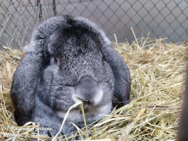 Widder-Club-Vergleichsschau, Siegerschau (3)