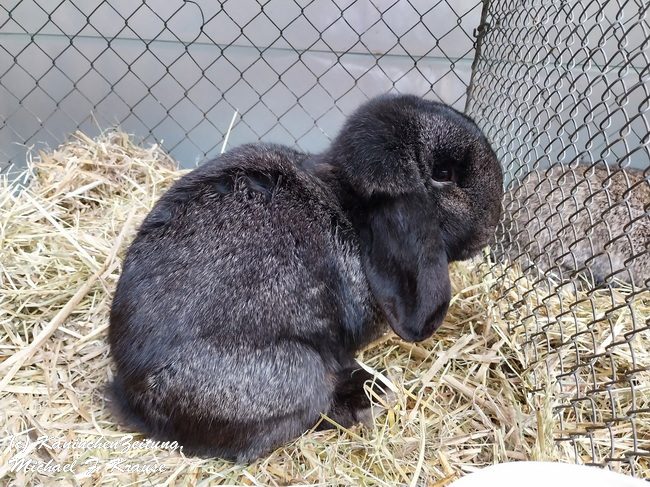 Widder-Club-Vergleichsschau, Siegerschau (4)