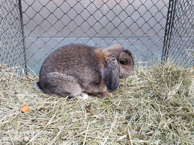 Widder-Club-Vergleichsschau, Siegerschau (6)