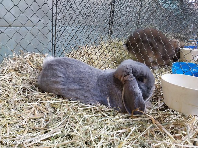 Widder-Club-Vergleichsschau, Siegerschau (7)