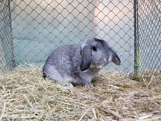 Widder-Club-Vergleichsschau, Siegerschau (9)