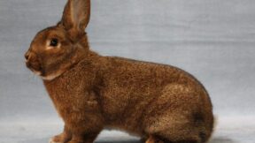 29. Wiener-Club-Vergleichsschau 2023 in Erwitte-Bad Westernkotten