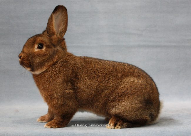 29. Wiener-Club-Vergleichsschau 2023 in Erwitte-Bad Westernkotten