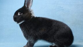 18. Weißgrannen-Club-Vergleichsschau und 30. Thüringer-, Separator- und Sallander-Club-Vergleichsschau