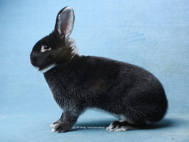 18. Weißgrannen-Club-Vergleichsschau und 30. Thüringer-, Separator- und Sallander-Club-Vergleichsschau