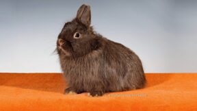 Clubschau des I 42 Langhaar-Club Weser-Ems