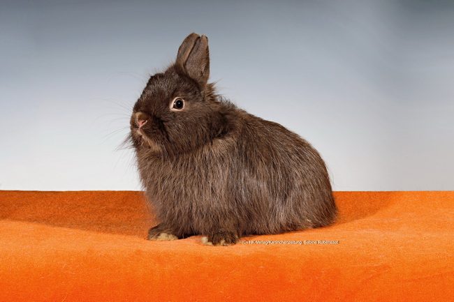 Clubschau des I 42 Langhaar-Club Weser-Ems