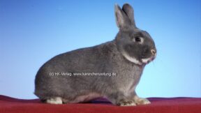 26. Feh-, Lux- und Separator-Club-Vergleichsschau 2023 in Pforzheim-Eutingen