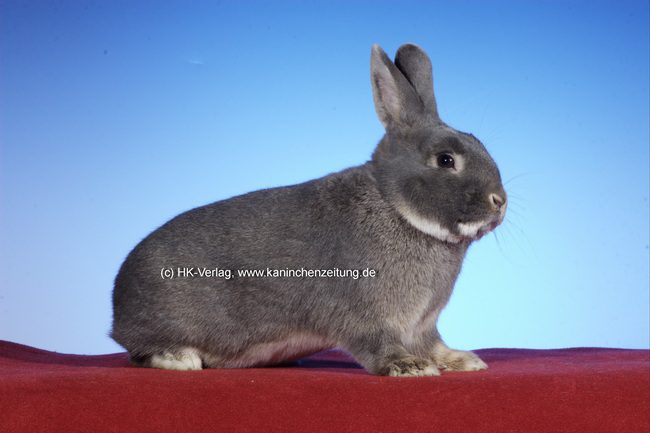 26. Feh-, Lux- und Separator-Club-Vergleichsschau 2023 in Pforzheim-Eutingen