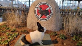 51. Landesverbandsschau Hannover 2024 in Nienburg