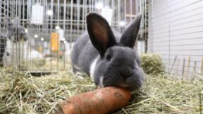 72. Allgemeine Niedersächsische Kaninchenschau 2024 in Osnabrück