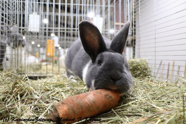 72. Allgemeine Niedersächsische Kaninchenschau 2024 in Osnabrück