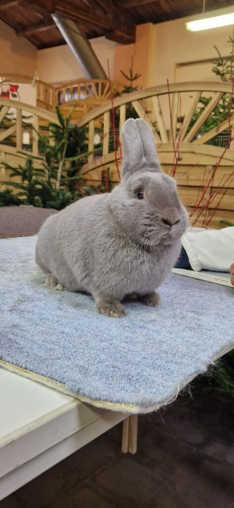 71. LV-Schau Schleswig-Holstein 2024 in Süderbrarup, Impressionen (6)