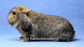 39. Widder-Club-Vergleichsschau 2024 in Ronneburg