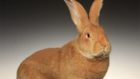 20. Riesen-Club-Vergleichsschau 2024 in Straubing