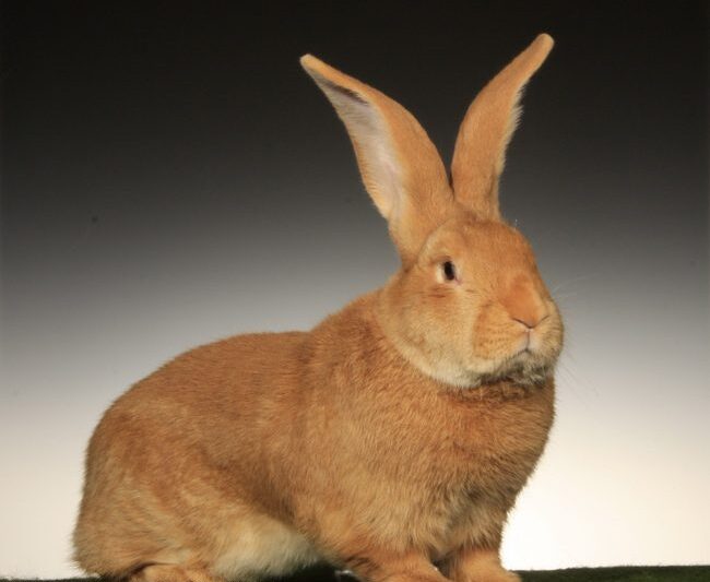 20. Riesen-Club-Vergleichsschau 2024 in Straubing