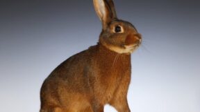 Hasenkaninchen- und Kastanienbraune-Lothringer-Club-Vergleichsschau 2024