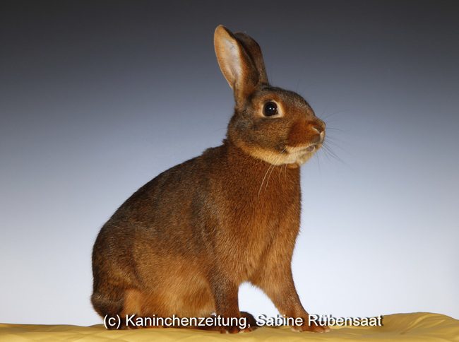 Hasenkaninchen- und Kastanienbraune-Lothringer-Club-Vergleichsschau 2024