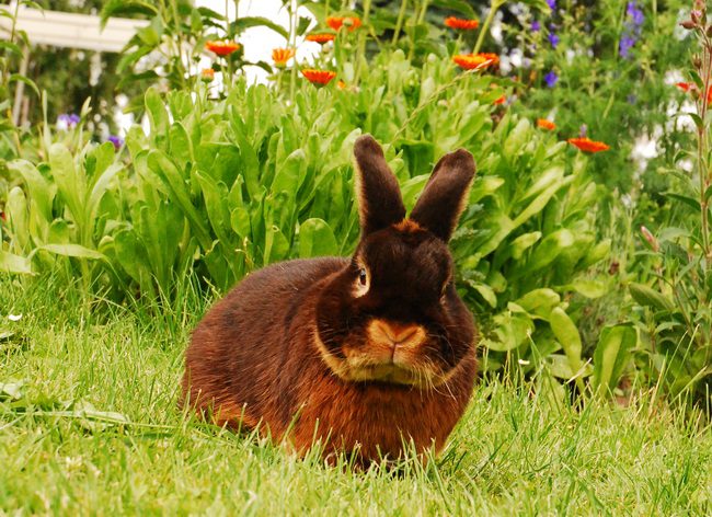 23. Loh-Club-Vergleichsschau 2024 in Silbitz
