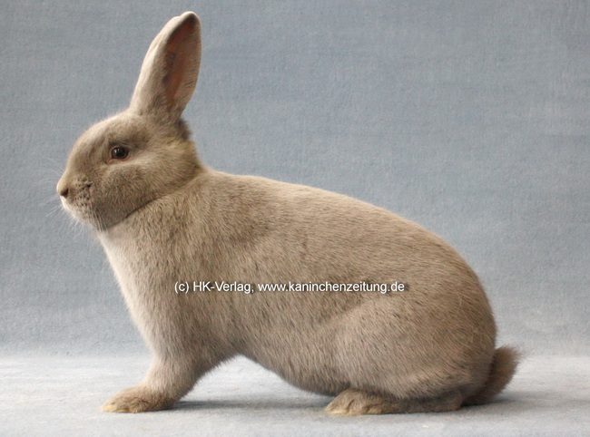 27. Feh-, Lux- und Separator-Club-Vergleichsschau und 24. Holländer-Club-Vergleichsschau 2024