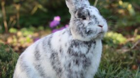 1. Rhönkaninchen- und Schwarzgrannen-Club-Vergleichsschau 2024