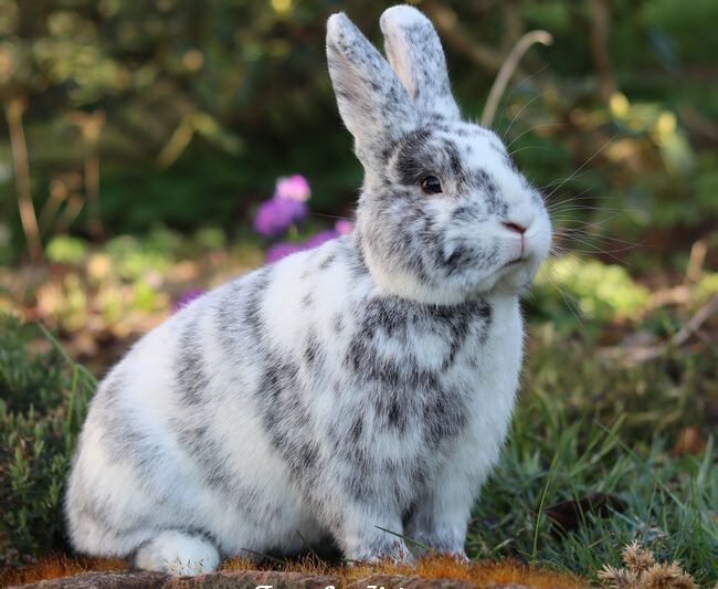 1. Rhönkaninchen- und Schwarzgrannen-Club-Vergleichsschau 2024