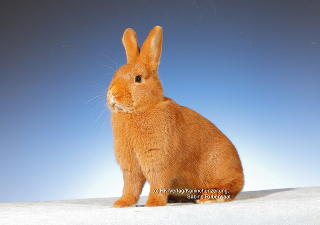 11. Sachsengold-Club-Vergleichsschau 2024