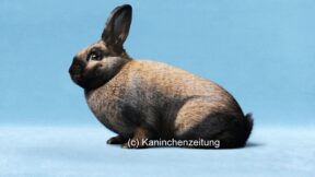 29. Thüringer- und Sallander-Club-Vergleichsschau 2024 in Hartmannsdorf