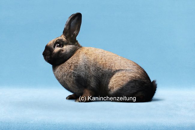 29. Thüringer- und Sallander-Club-Vergleichsschau 2024 in Hartmannsdorf