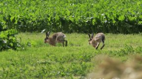 Zwei Fälle von „Hasenpest“ in Mittelhessen aufgetreten