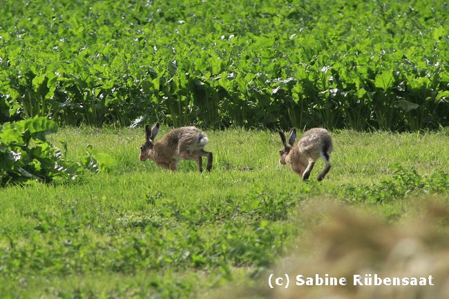 Zwei Fälle von „Hasenpest“ in Mittelhessen aufgetreten