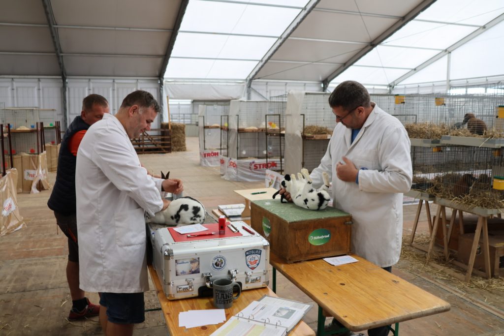 Jungtierschau LV Mecklenburg-Vorpommern 2026 in Mühlengeez