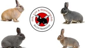 29. Feh-, Lux- und Separator-Club-Vergleichsschau 2026 in Twistringen