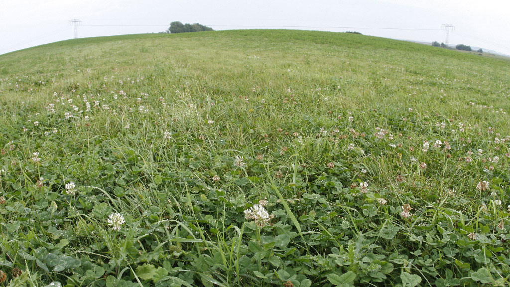 Wiese mit Saftfutter