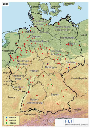 Stand 04.08.2016: RHDV-2: 275; RHDV: 16; EBHSV*: 3 (©Nicole Reimer, FLI)