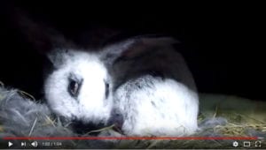 Seltene Aufnahme einer Kaninchen Geburt