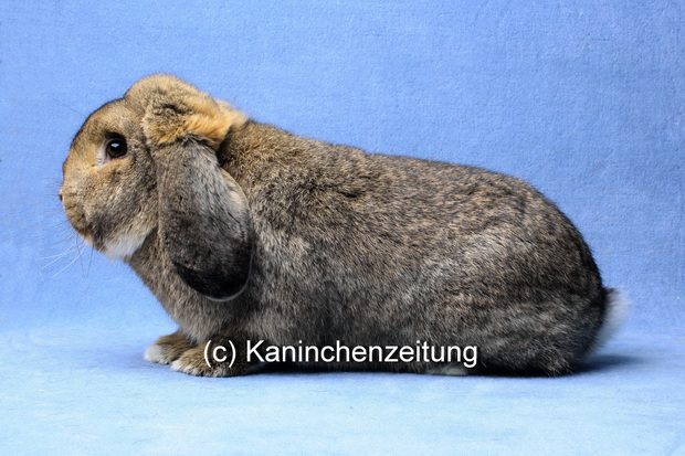 Deutsche Kleinwidder, wildfarben (c) Kaninchenzeitung